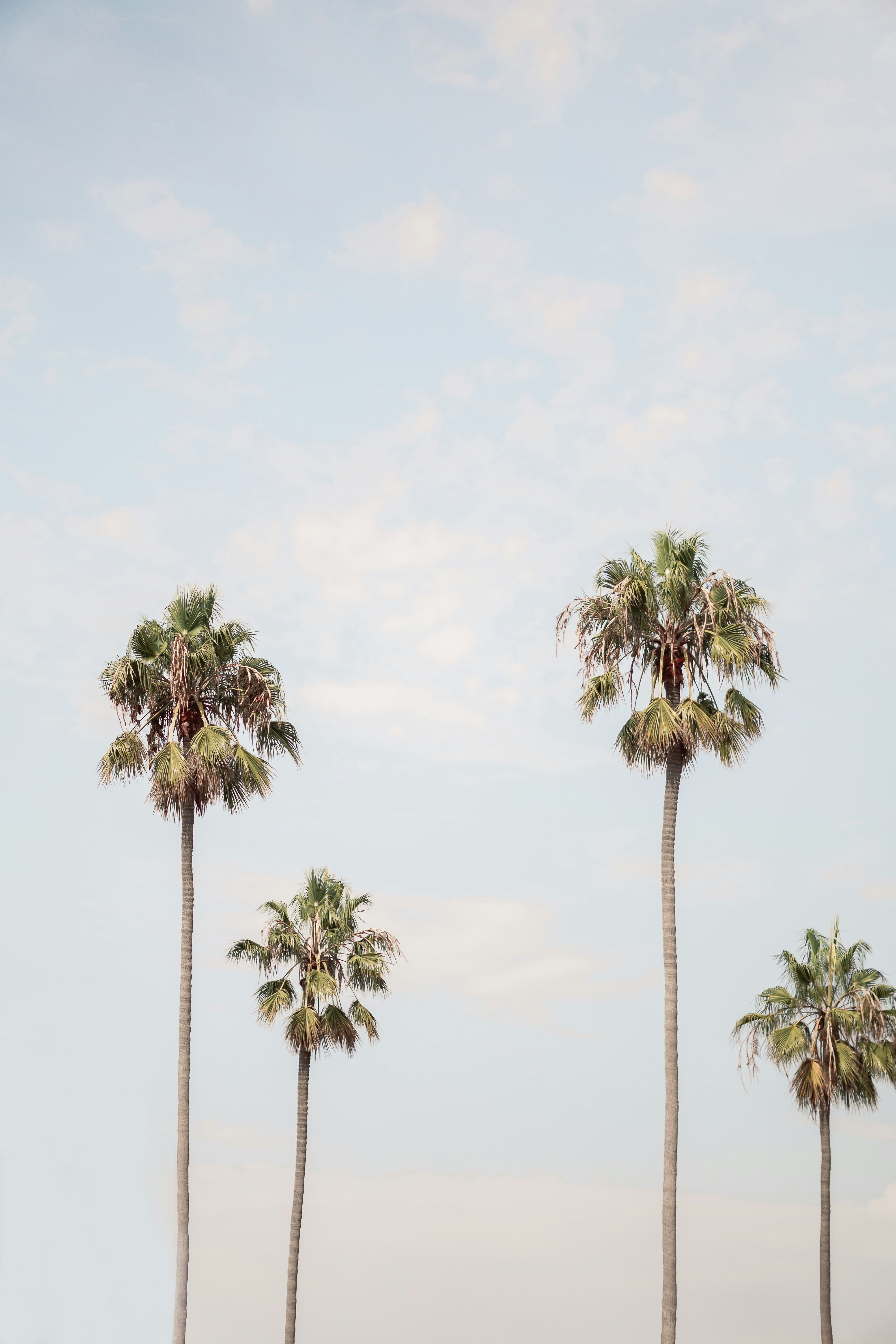 green palm trees under white sky during daytime